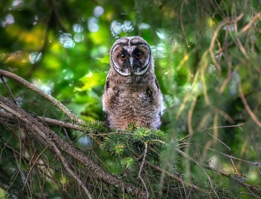 Facts Great Horned Owl